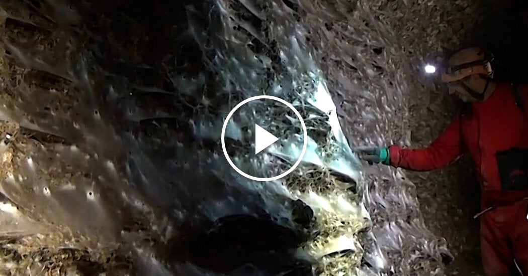 Researchers Uncover Massive, Odorous Spider Silk in Dark Cave – Mirror Brief